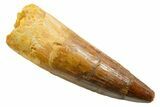 Fossil Spinosaurus Tooth - Real Dinosaur Tooth #364226-1